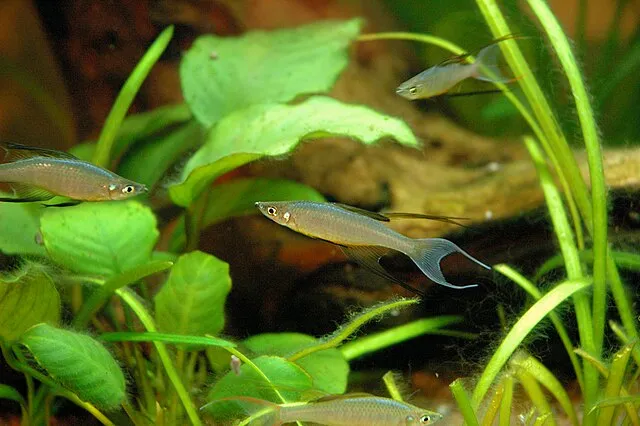 Threadfin Rainbowfish swimming gracefully among green aquatic plants in a tank