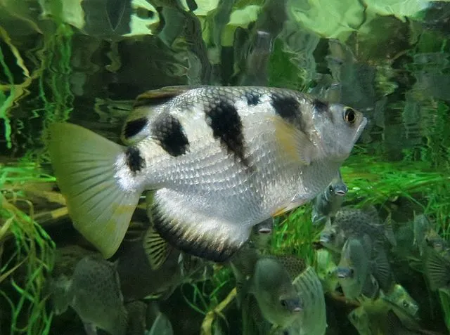 Banded Archer Fish with silver body and black stripes swimming in green aquatic plants