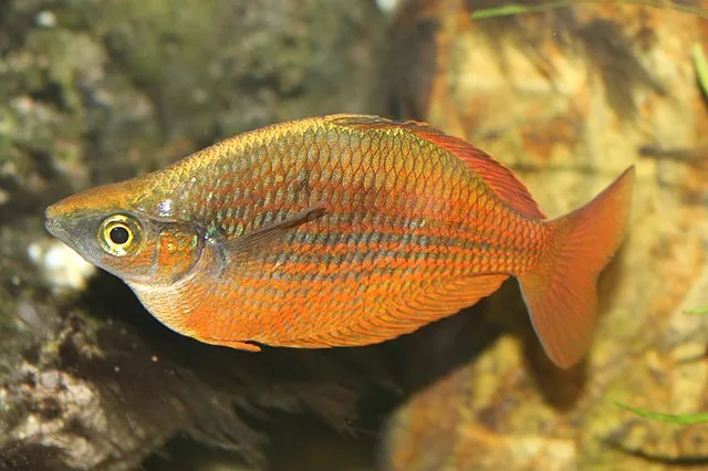 Red Rainbowfish with orange and gold scales swimming near rocks in aquarium