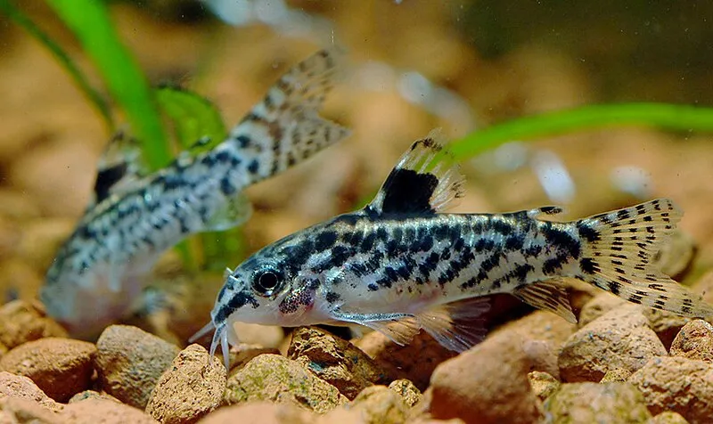 Two sixray corydoras spotted with striped fins rest on light brown gravel with green plants