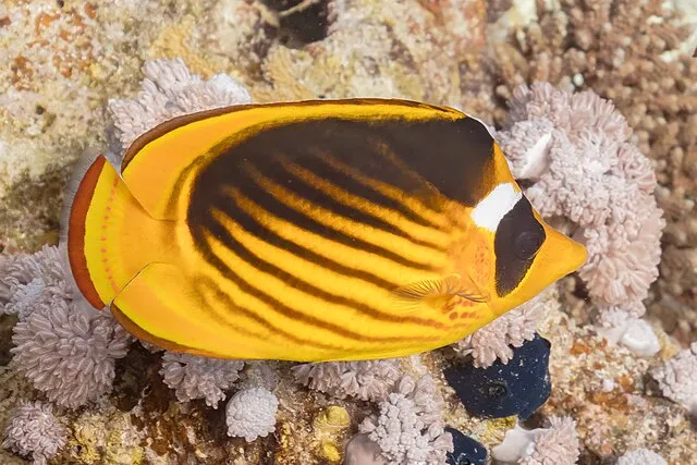 A yellow Raccoon Butterflyfish with a dark saddle resting on a coral reef