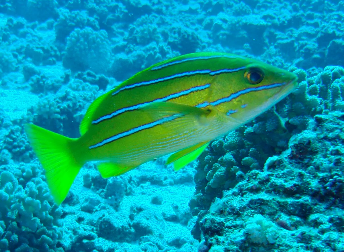 A greenish yellow Bluelined Snapper with distinct blue stripes swims among light colored coral