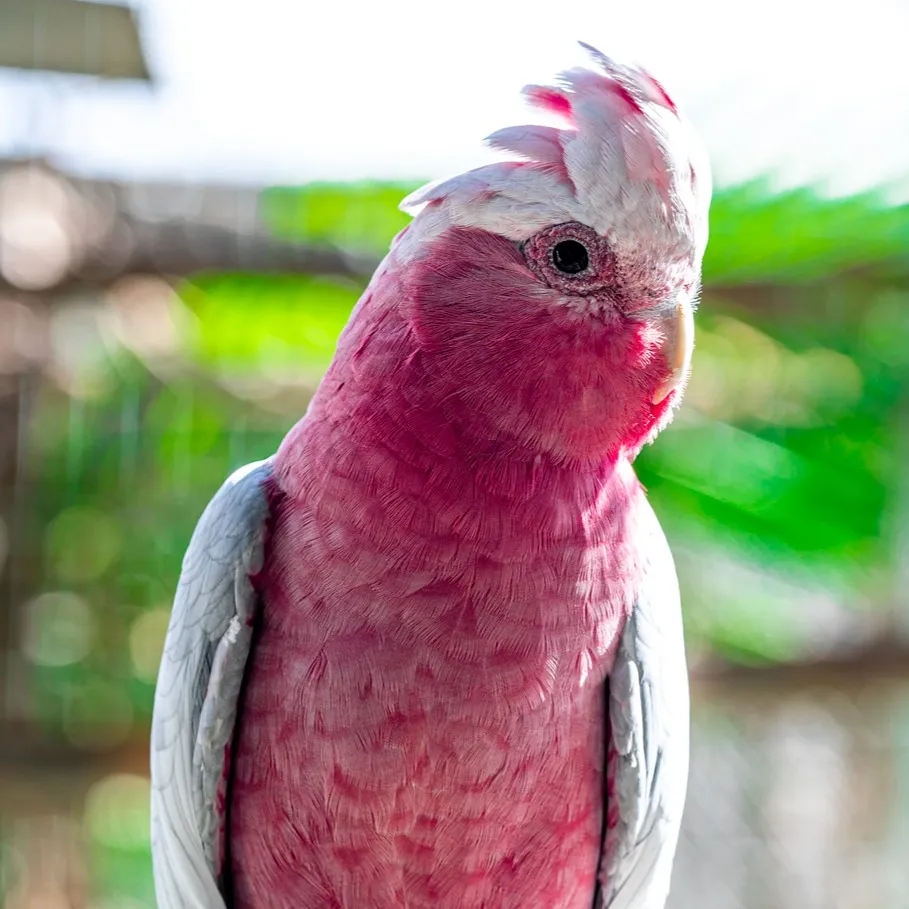 A Galah cockatoo with pink feathers on its body and head and gray wings looks right