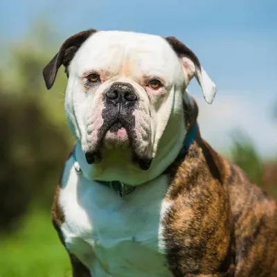 Brindle and white American Bulldog with a blue collar looking forward