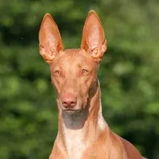 Tan Pharaoh Hound headshot with large erect ears against a blurred green background