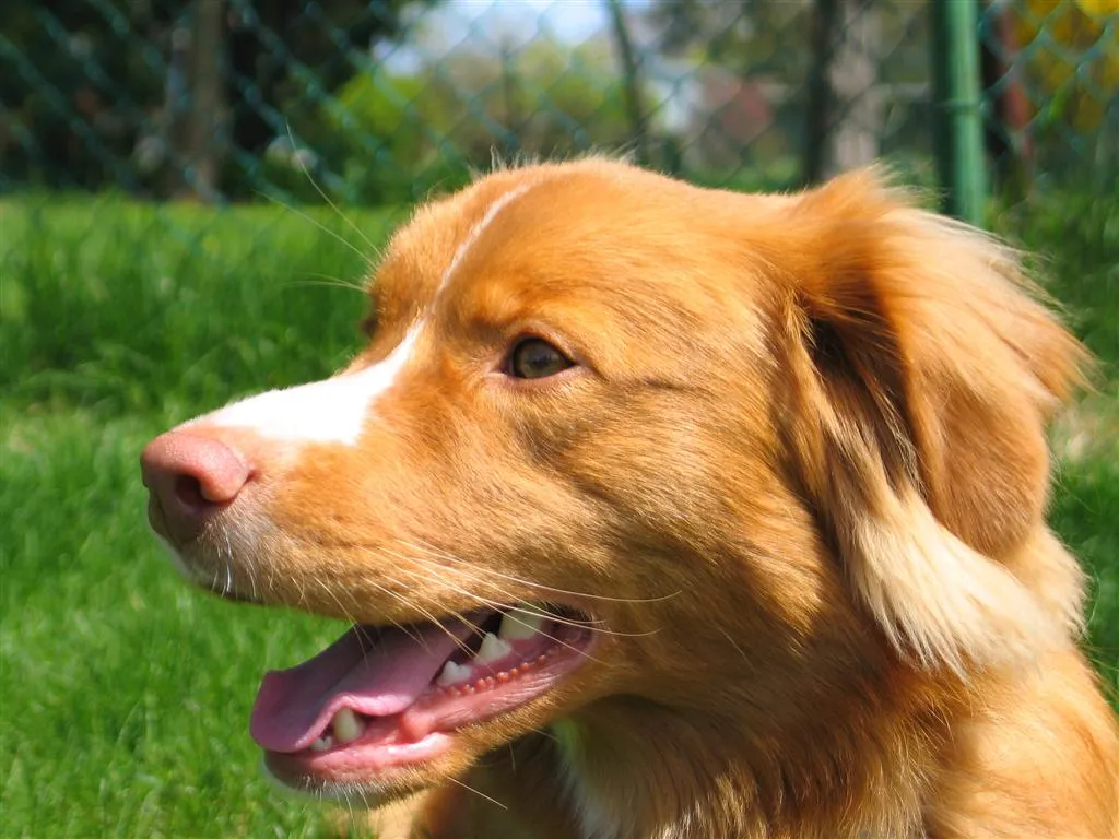 Close up of a Nova Scotia Duck Tolling Retrievers head in profile panting