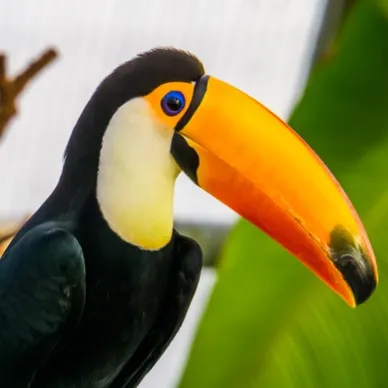 A Toco Toucan with a large orange beak blue around its eye and black and white feathers