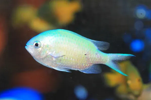 Blue Green Chromis shimmering in soft light