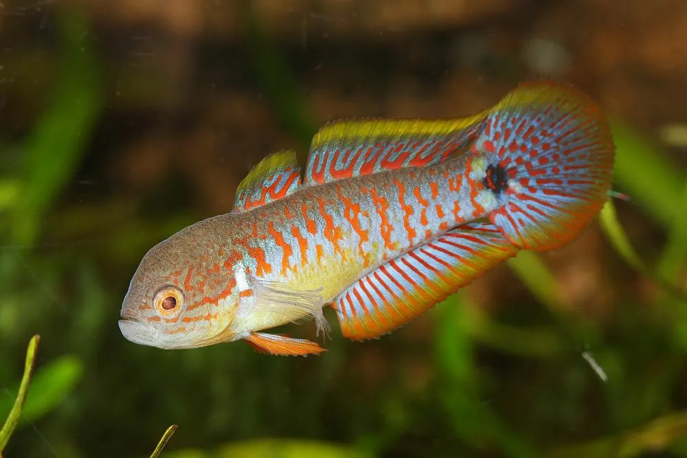 A vibrant fish with orange stripes on its body and striking orange and blue fins