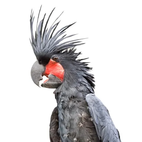 A black Palm Cockatoo with a large crest and red cheek patch on a white background