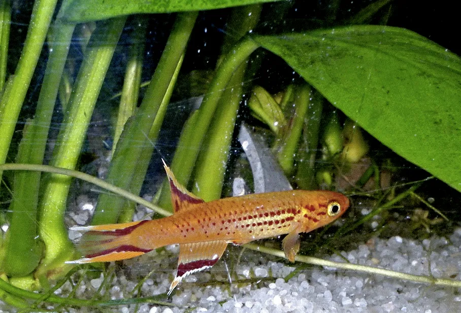 Lyretail Killifish with orange body and red fins swimming near green plan