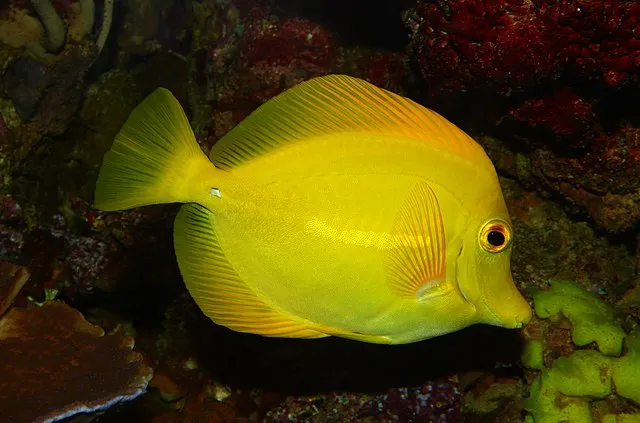 A bright yellow Yellow Tang fish swims next to a coral reef in an aquarium