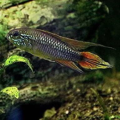 Agassizs Dwarf Cichlid with metallic blue scales and orange fins near aquarium plants