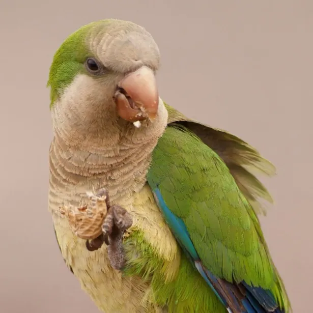 A Quaker Parrot with green and gray feathers holds a peanut in its claw while eating it
