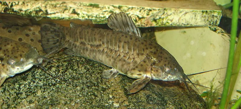 Two spotted hoplo catfish one partially visible rest on dark rocks in an aquarium