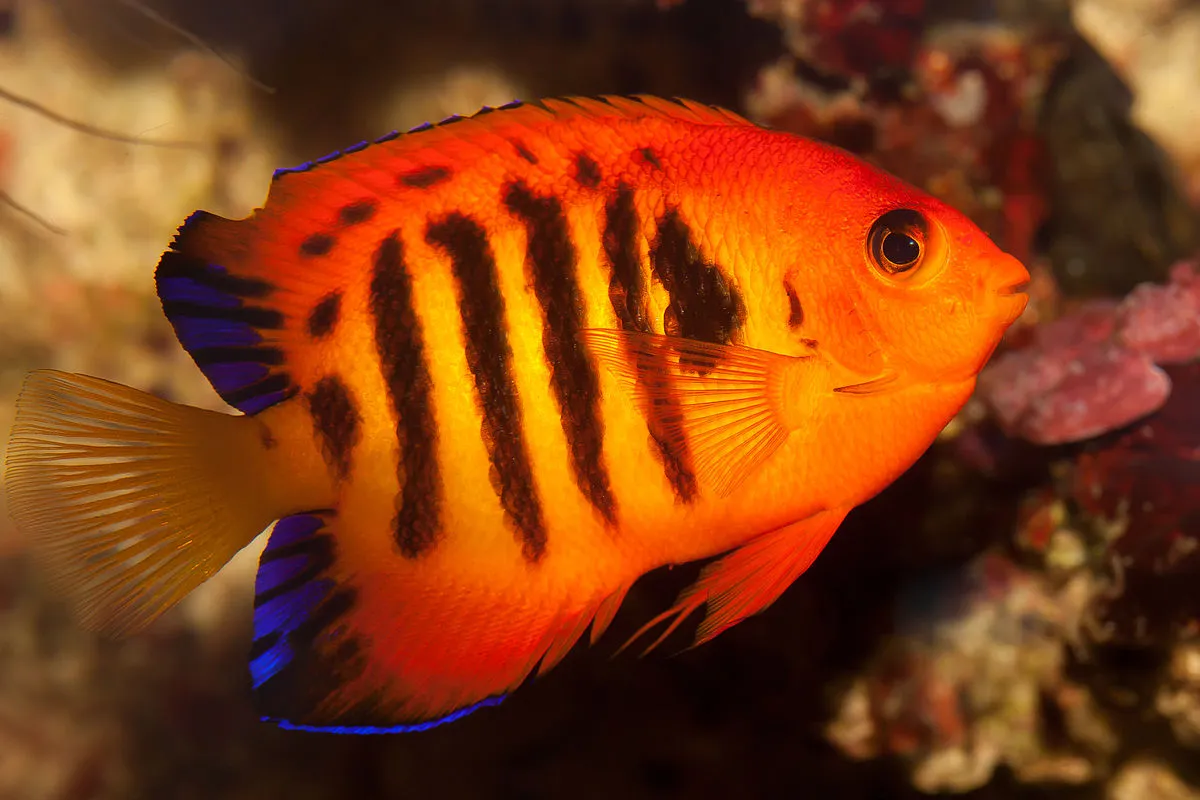 A brightly colored Flame Angelfish with black stripes and blue edged fins swims right