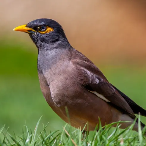 A mynah bird with a yellow beak and eye patch stands in green grass