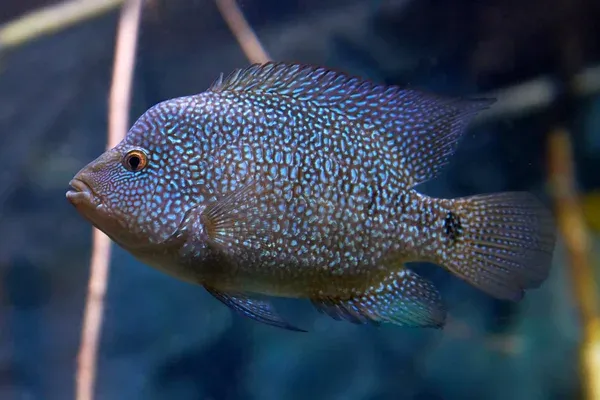 Blue spotted Texas Cichlid swimming in aquarium with dark blue background