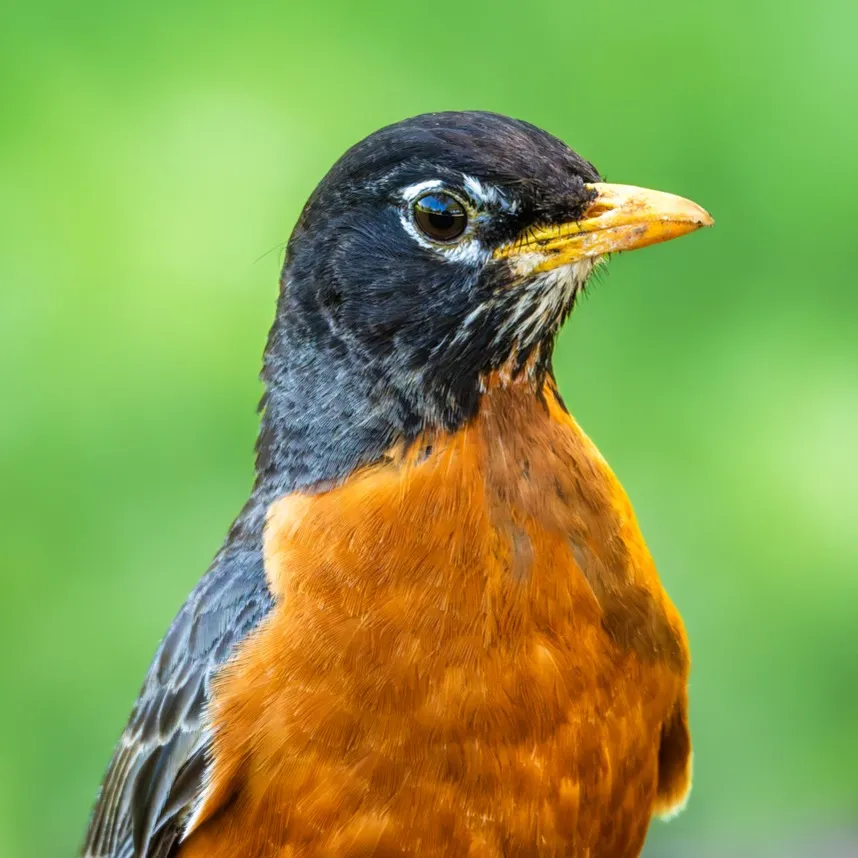 A close up of an American Robin with black head orange breast and yellow beak