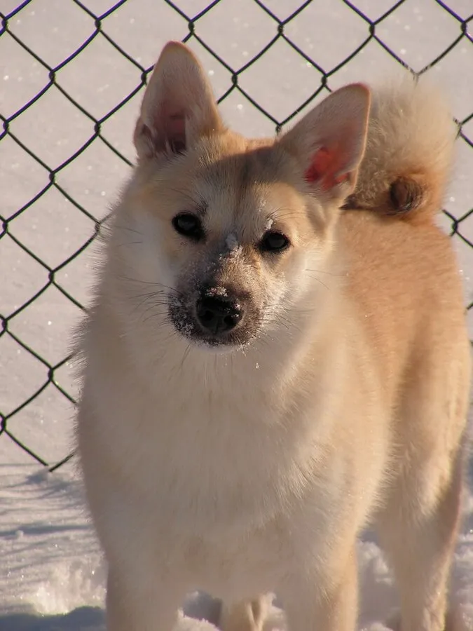 Cream and tan Norwegian Buhund with pointed ears stands in the snow by a fence