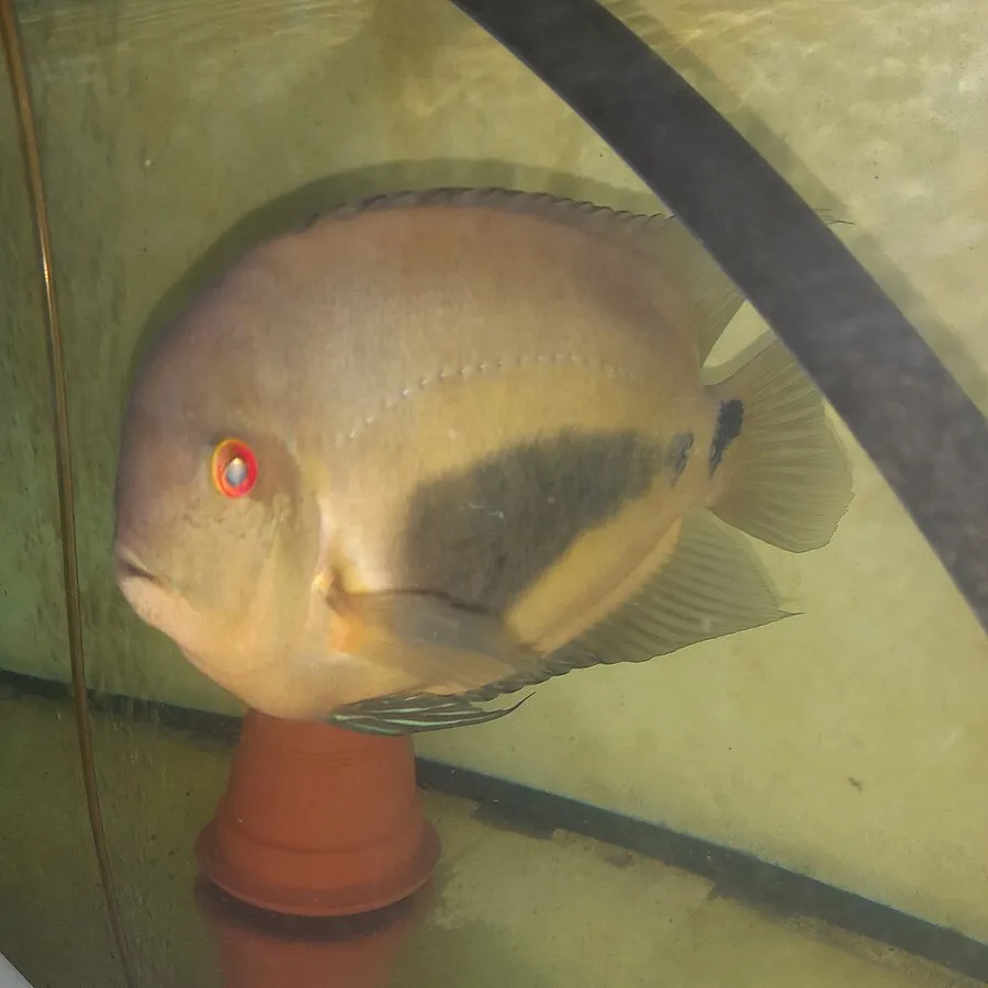 Uaru fish with red eyes and dark patch resting near clay pot in aquarium