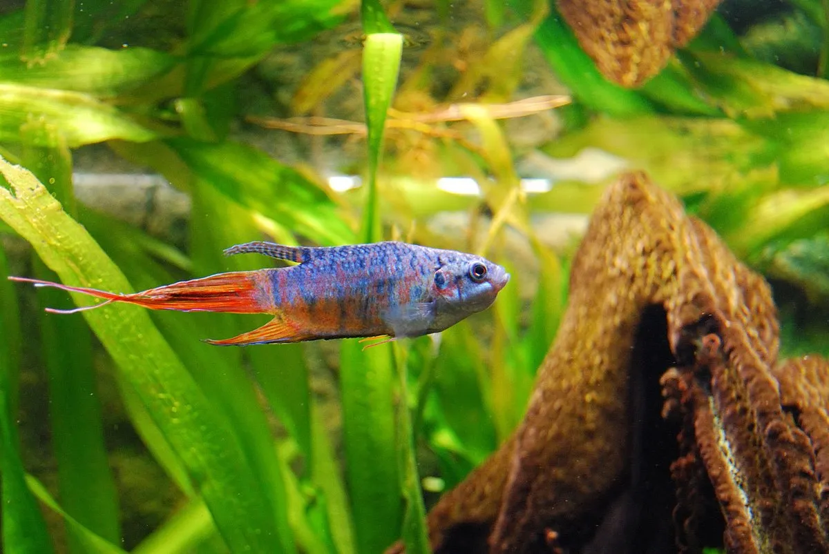 A blue and orange paradise fish swims among green aquatic plants