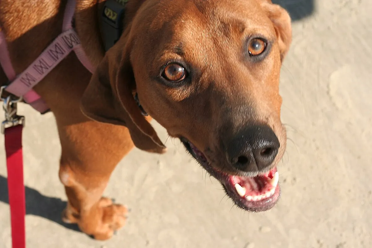 Close up of a Redbone Coonhound with floppy ears and a black harness