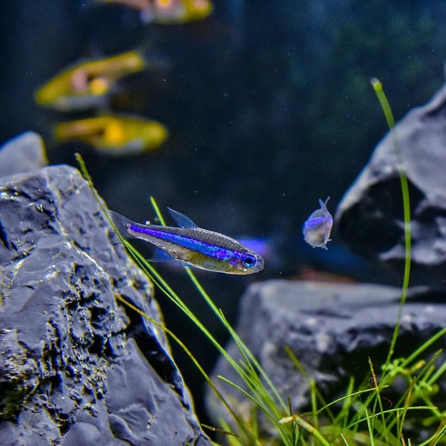 Green Neon Tetra near rocks in freshwater aquarium
