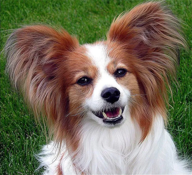 Papillon dog with distinctive butterfly like ears and tricolor fur smiles outdoors