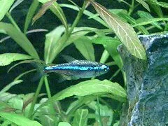 Green Neon Tetra swimming near plants in freshwater aquarium