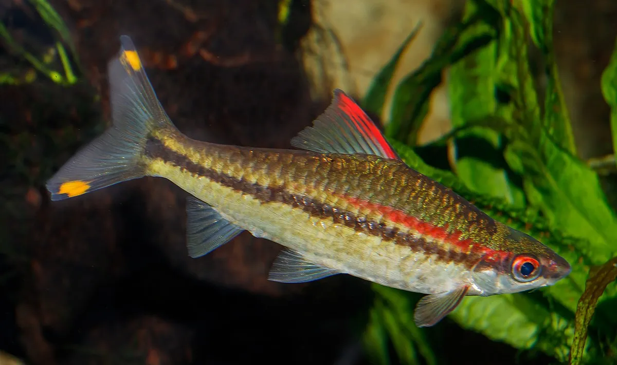 A Denison Barb fish with a red stripe along its body and a yellow spot on its tail fin