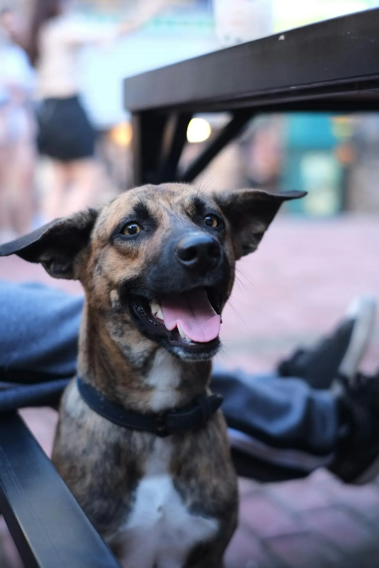 Brindle Mountain Cur dog with erect ears and black collar looks up happily