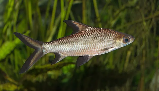 Bala Shark with silver scales and black edged fins swimming in planted aquarium