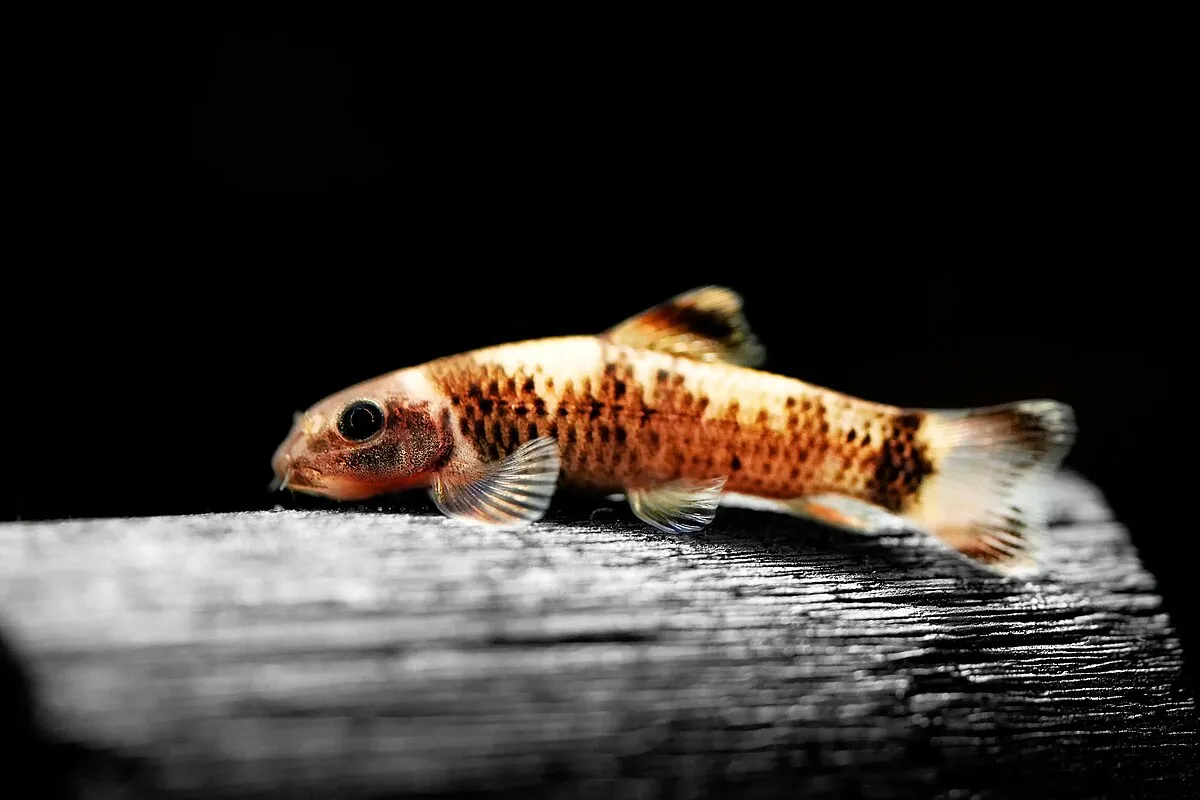 A panda garra with orange and black markings rests on a piece of dark wood