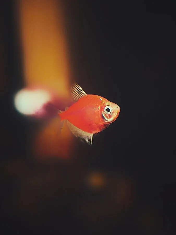 A small brightly colored orange red GloFish Tetra swims in dark water with a faint glow