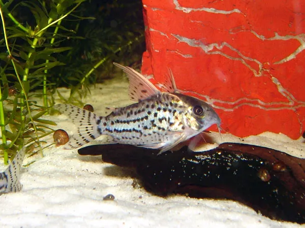 A Schwartzs Corydoras fish with spotted patterns rests on the sandy bottom of an aquarium