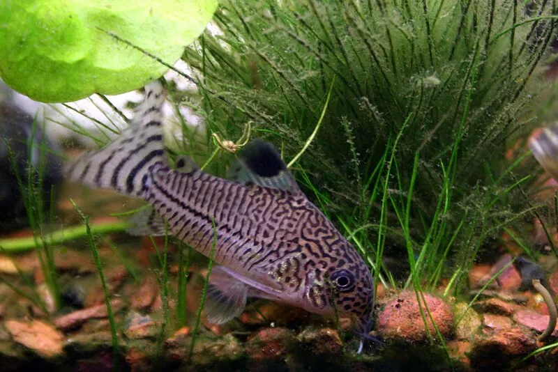 A patterned Julii Corydoras catfish foraging among aquatic plants and substrate
