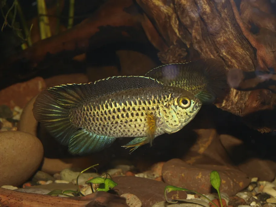 Nannacara Anomala fish displaying golden scales in aquarium