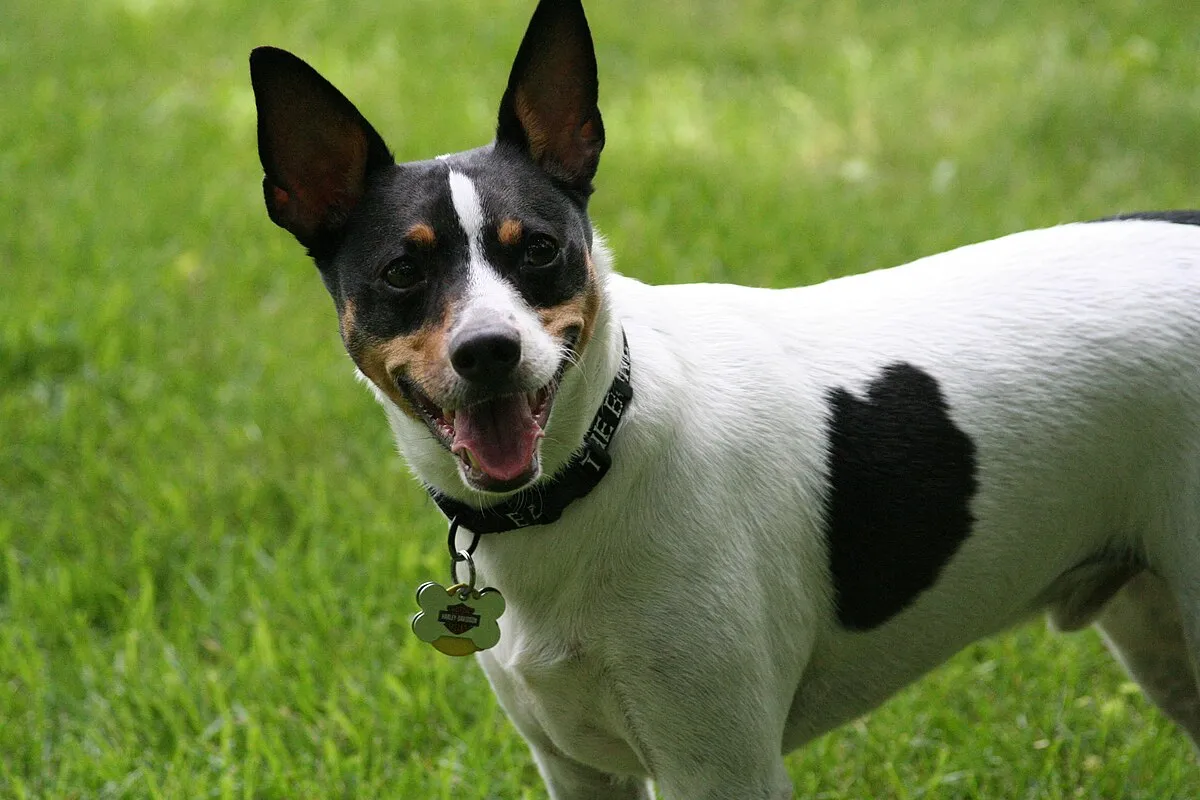 White Rat Terrier with black and tan markings and erect ears stands panting on grass