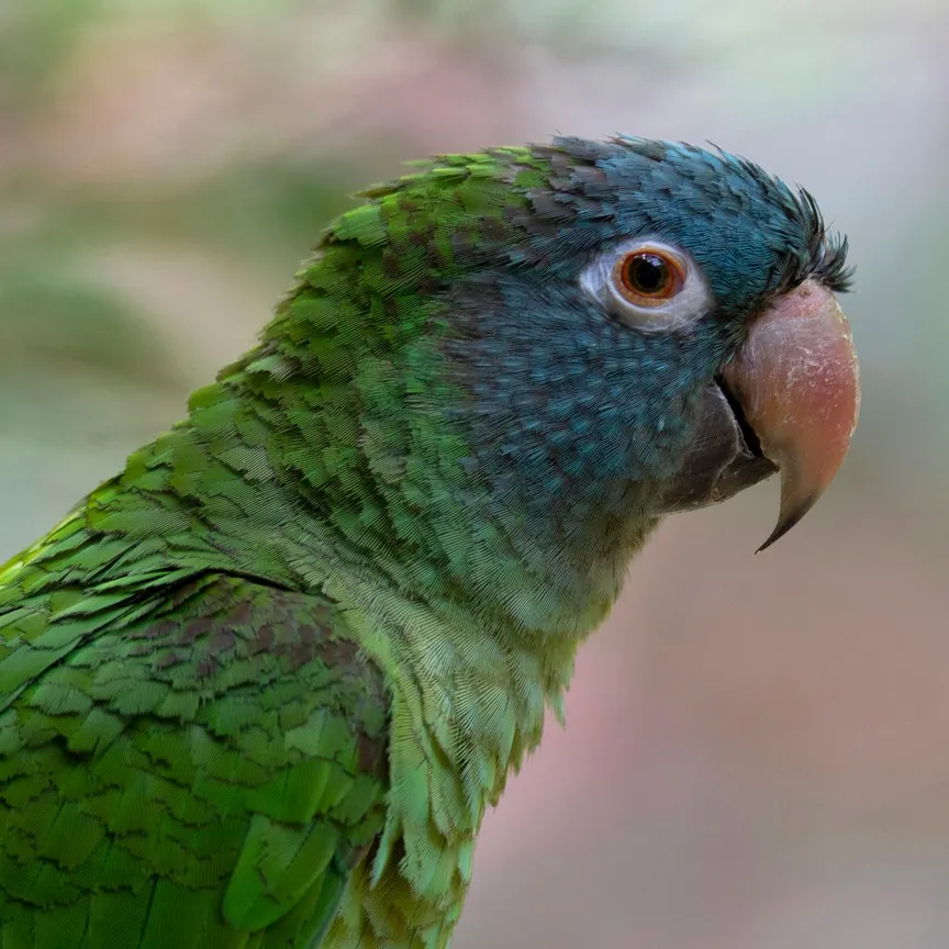 A blue crowned conure with a dark blue head and green body looks right with an orange eye
