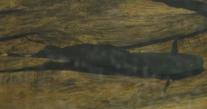 Black Ghost Knifefish swimming near driftwood in dim freshwater aquarium