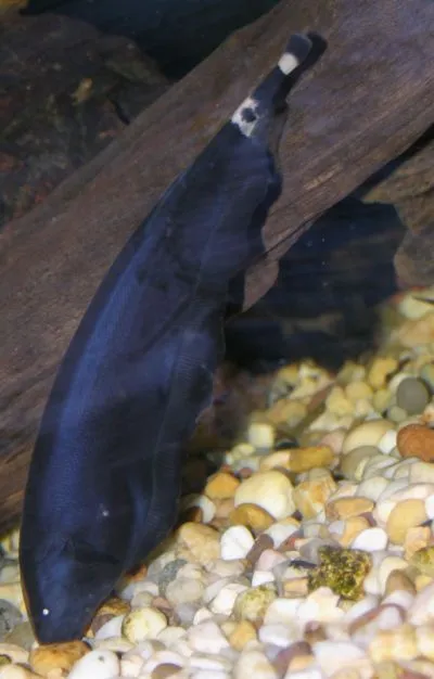 Black Ghost Knifefish resting near driftwood on gravel aquarium floor