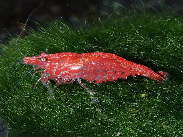 A vivid red cherry shrimp with white markings on its back rests on green moss