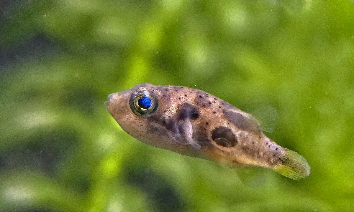 A small light brown pea pufferfish with dark spots and a vibrant blue eye swims