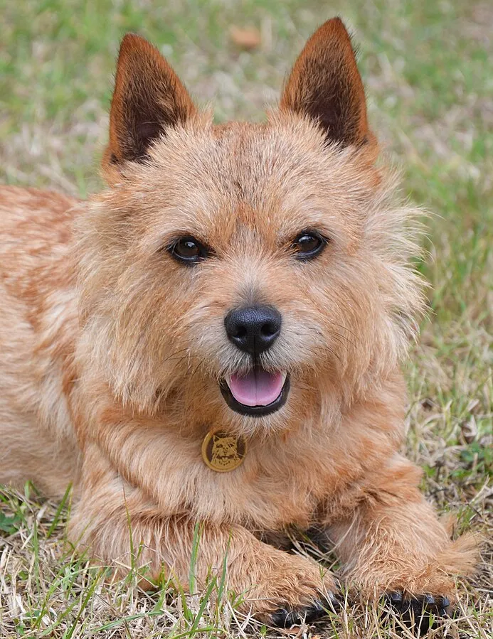 Small tan Norwich Terrier with erect ears and a tag lies panting on green grass