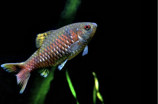 Odessa Barb swimming gracefully with red stripe in dark aquarium
