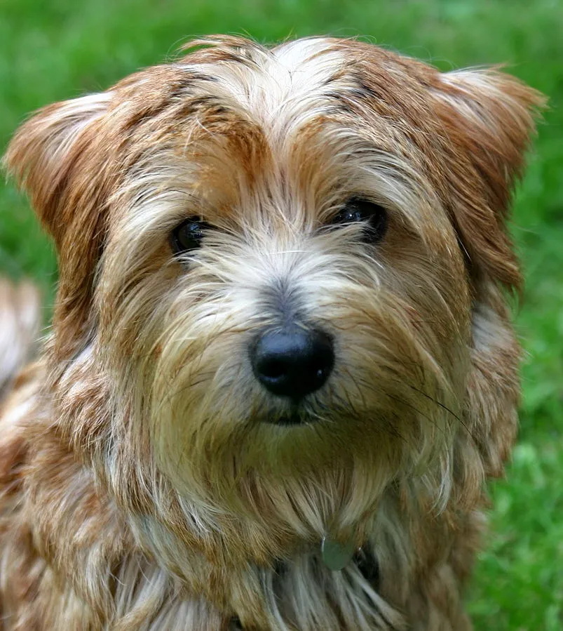 Close up of a small wiry haired Norfolk Terrier with brown and tan fur
