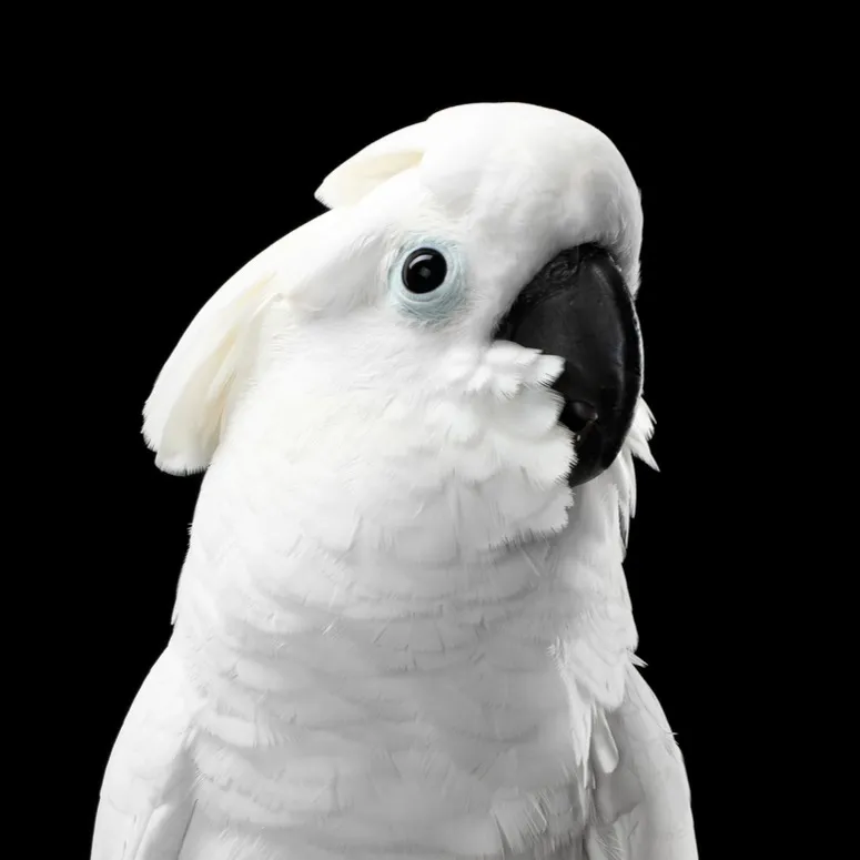 A close up of a white Umbrella Cockatoo with a black beak and dark eyes against a black background