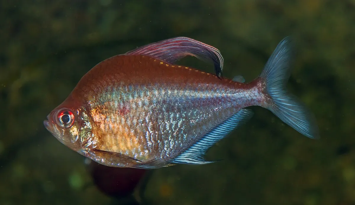 Bleeding Heart Tetra fish showing red spot and shiny body in tank