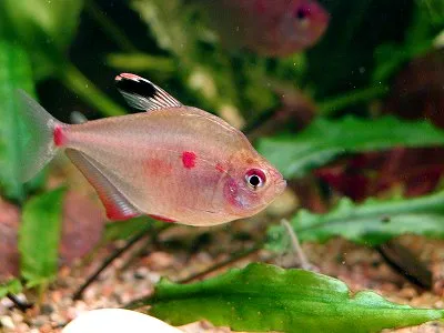 Bleeding Heart Tetra with pink body and red spot swimming near green plants